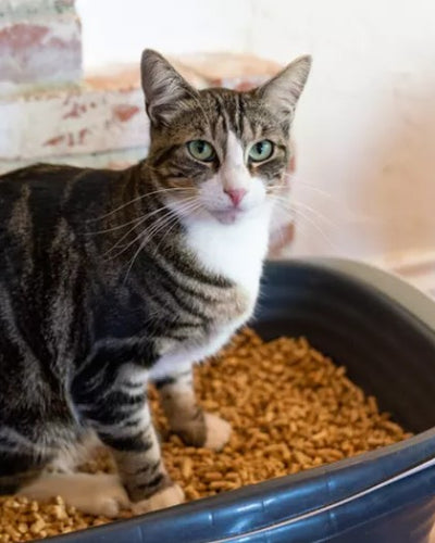 Customer testimonial video